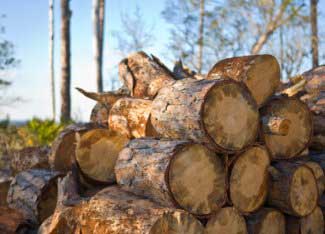 btu values of wood species